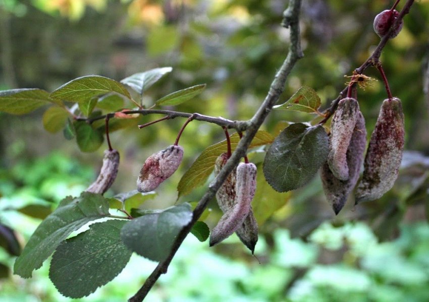 Кишеньки сливи Кишеньки сливи