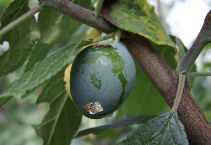 Камедетеча сливи Камедетеча сливи