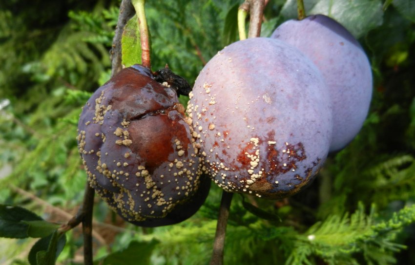 Моніліоз сливи Моніліоз сливи