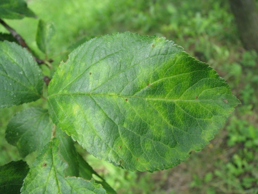 Віспа сливи Віспа сливи