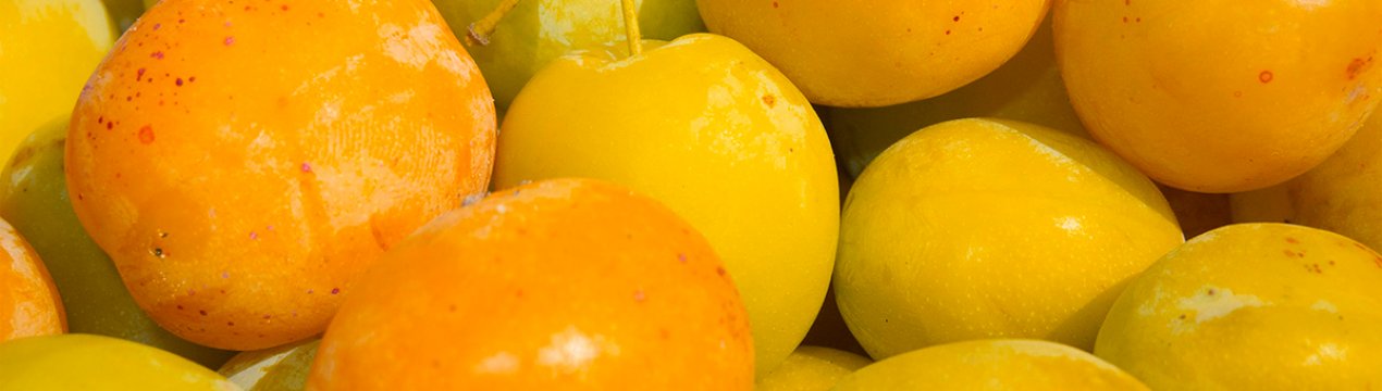 Особливості та правила вирощування жовтої сливи