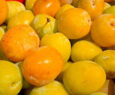 Особливості та правила вирощування жовтої сливи