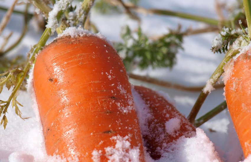 Зимовка моркови в снегу