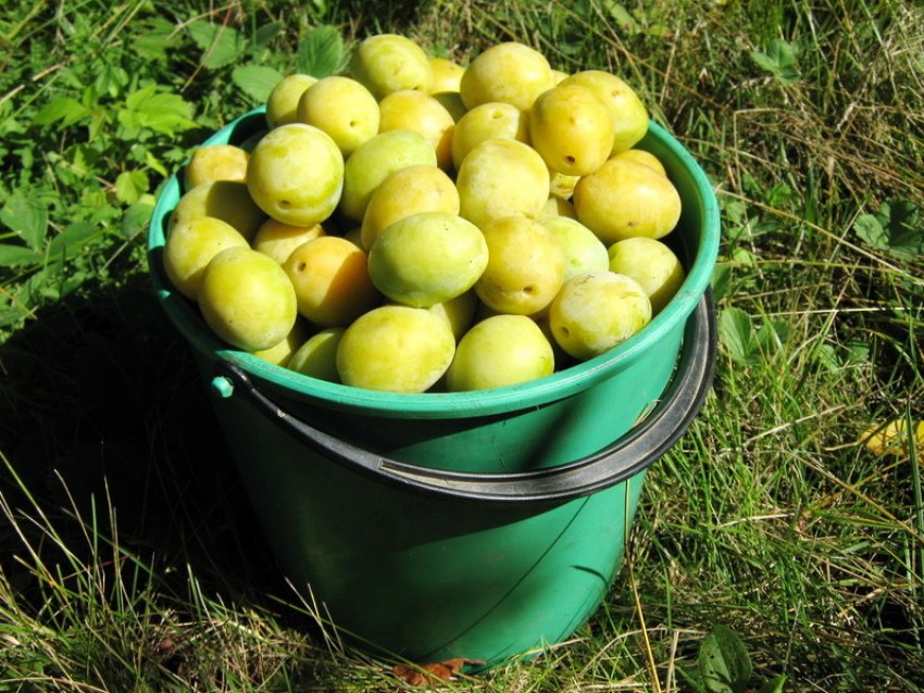 Жовті сливи Жовті сливи