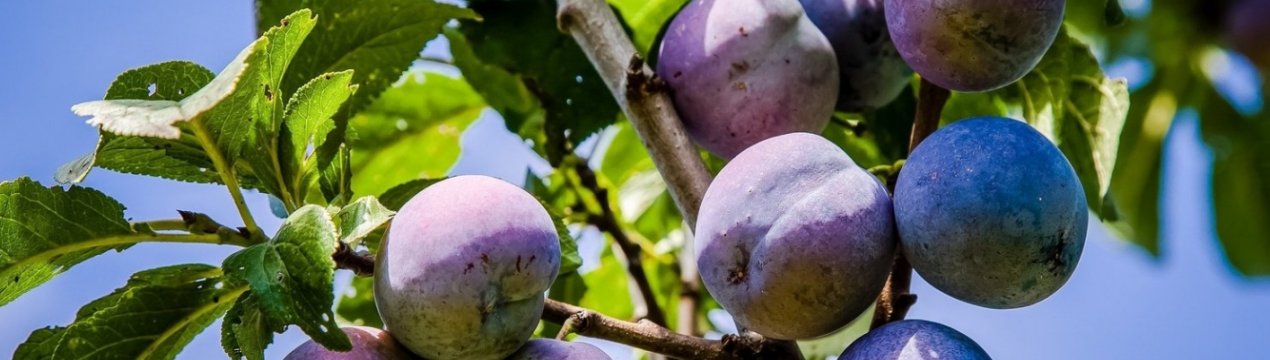 Захворювання сливи і боротьба з ними