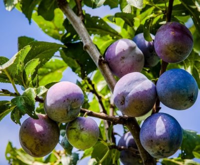 Захворювання сливи і боротьба з ними