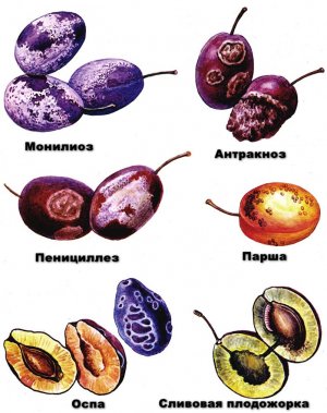 Хвороби сливи