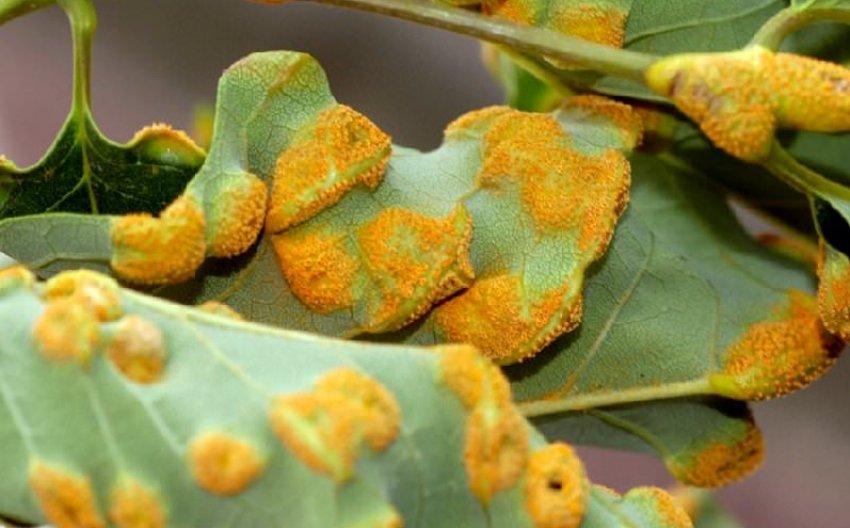 Іржа на листках сливи