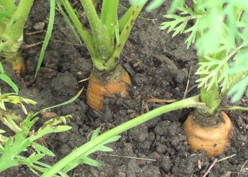 Що зробити з морквою, якщо вона замерзла