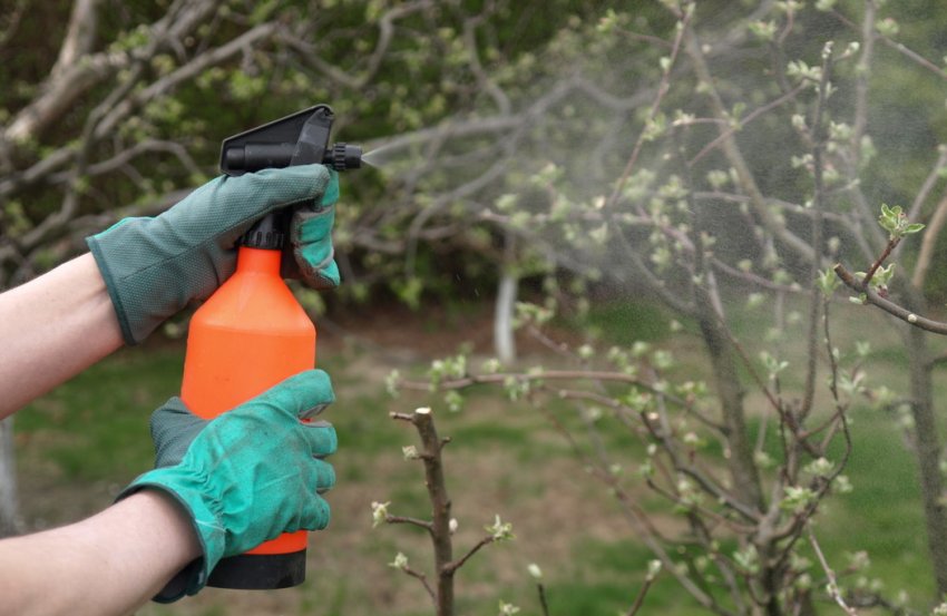 Обприскування сливи бордоською рідиною