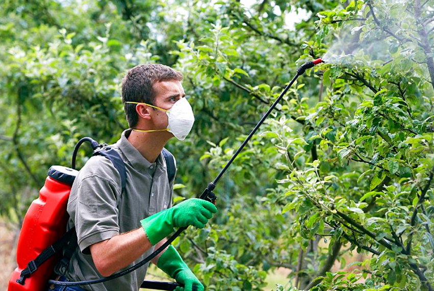 Обробка сливи
