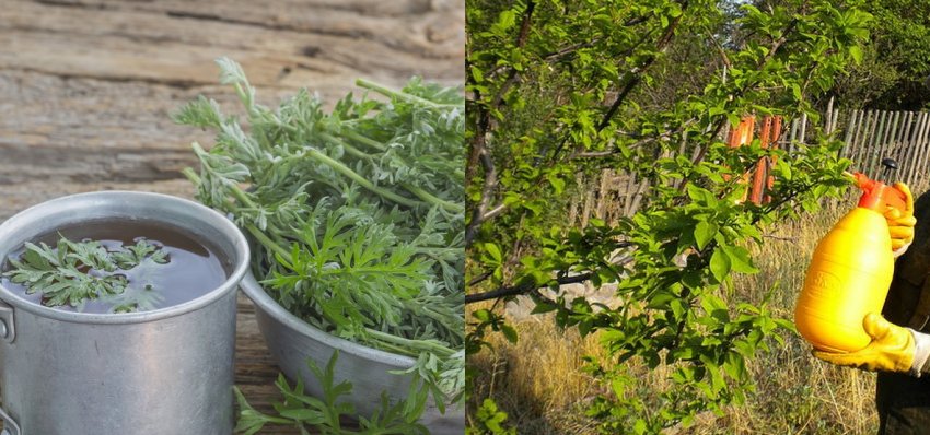 Обробка сливи настоєм полину