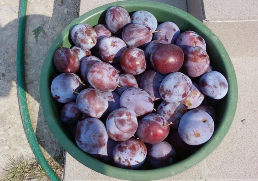 Врожай сливи Ганна Шпет