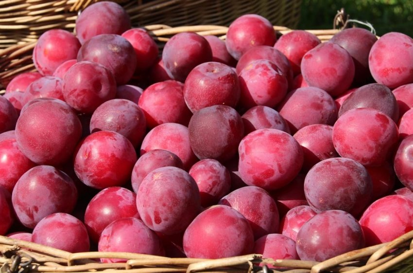 Зливу Кубанська комета Зливу Кубанська комета