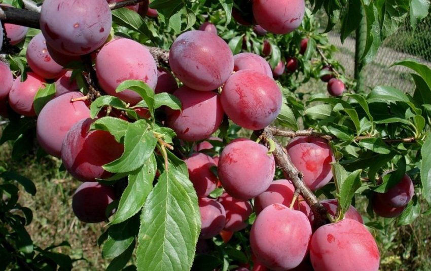 Зливу Оленка Зливу Оленка