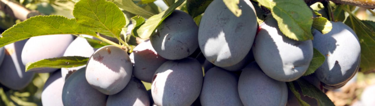 Характеристика і правила вирощування сливи Стенлі