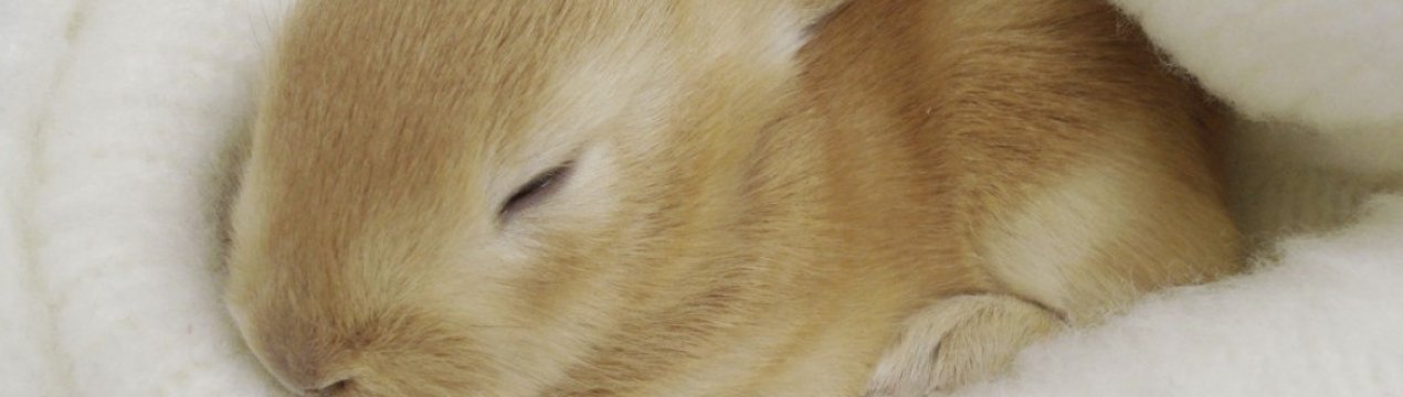 Как спят кролики: как, как часто, режим сна