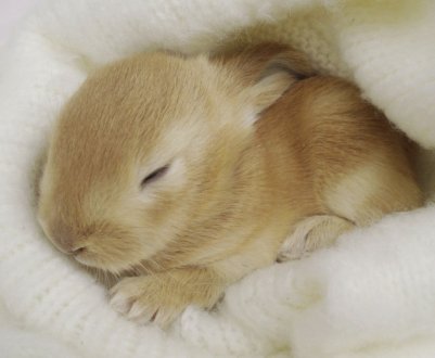 Як сплять кролики: скільки і як часто, особливості сну