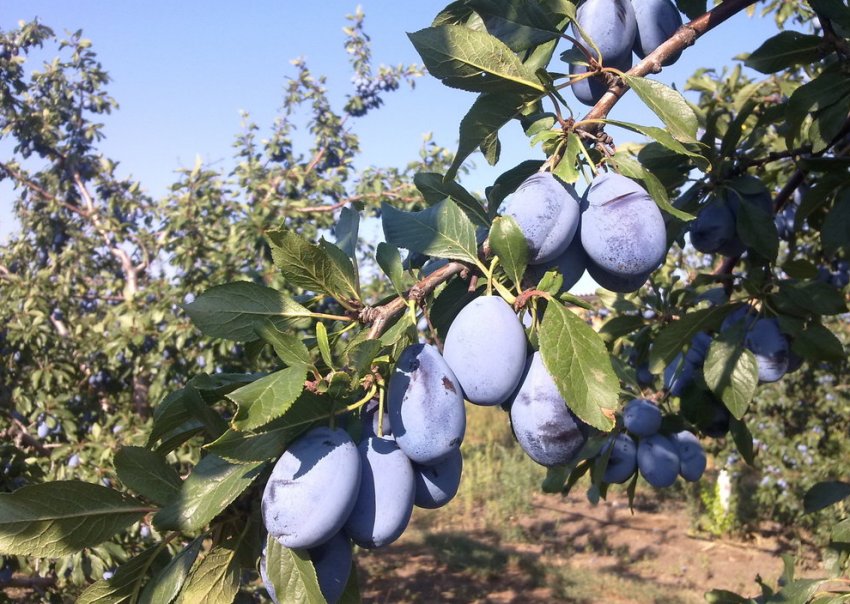 Зливу Стенлей