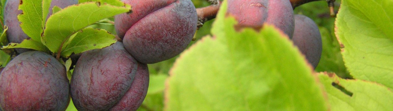 Опис і характеристика сорти сливи Синильга