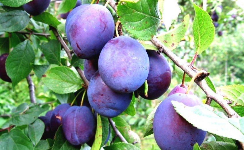 Слива сорту Синильга Слива сорту Синильга