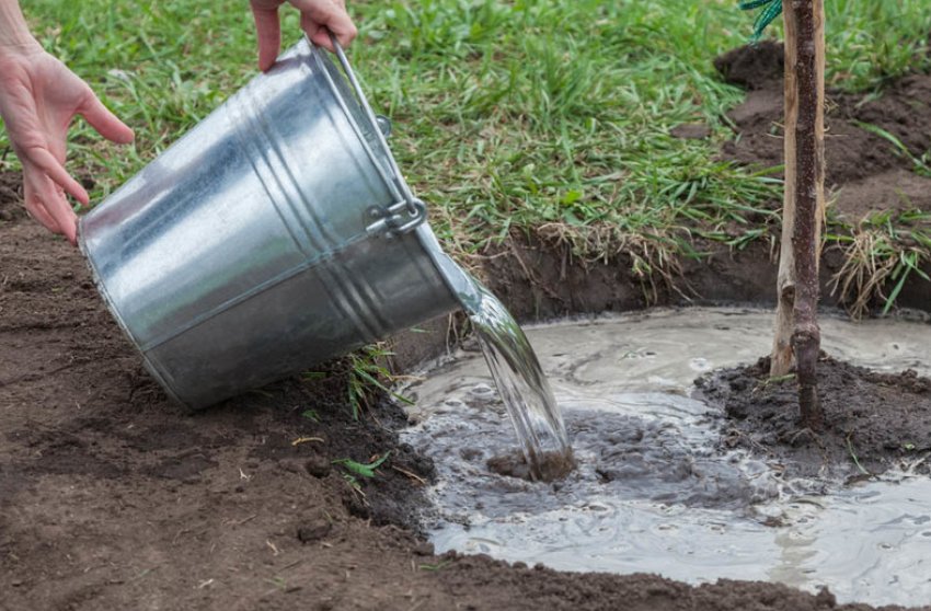 Полив сливи