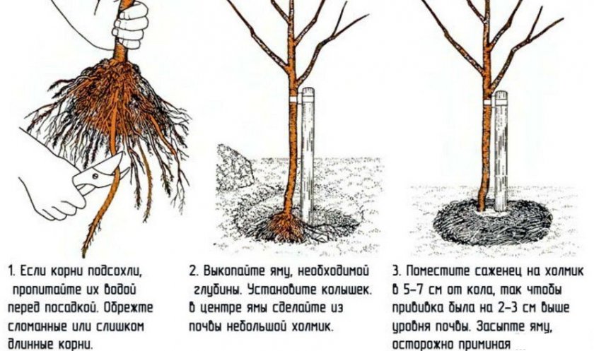 Посадка сливы Посадка сливы