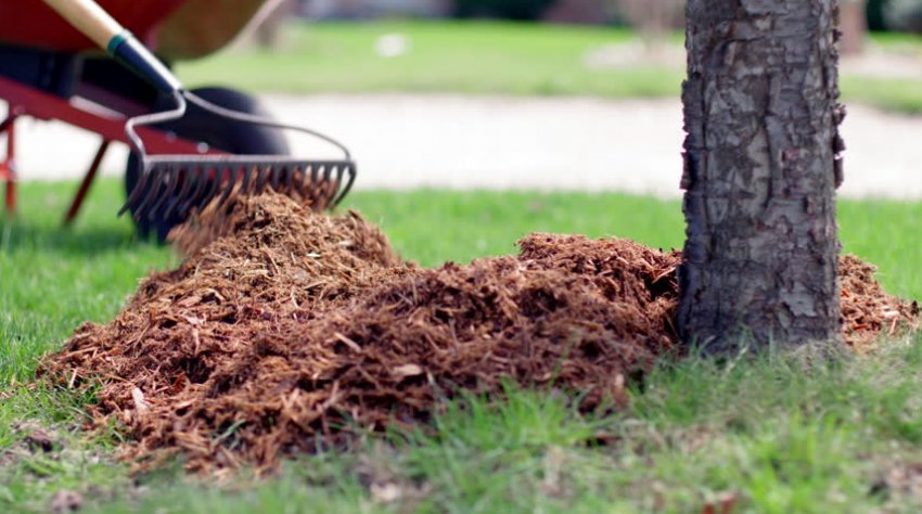Мульчування сливи