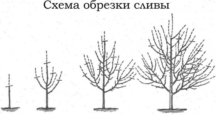 Обрізка сливи Обрізка сливи