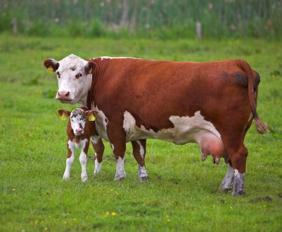 Башкирських корів долає лейкоз