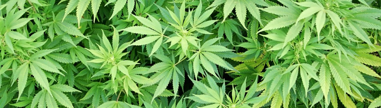 Український пасічник підсадив своїх бджіл на марихуану