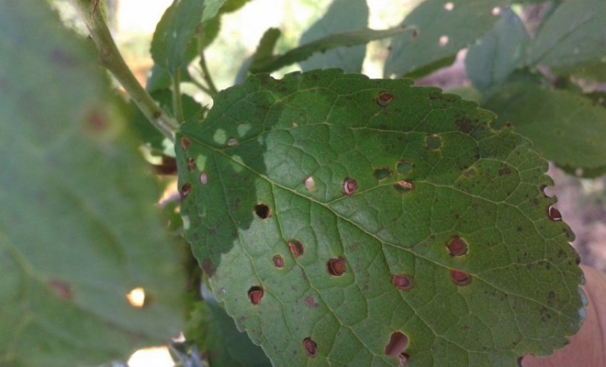 Іржа на зливі Іржа на зливі