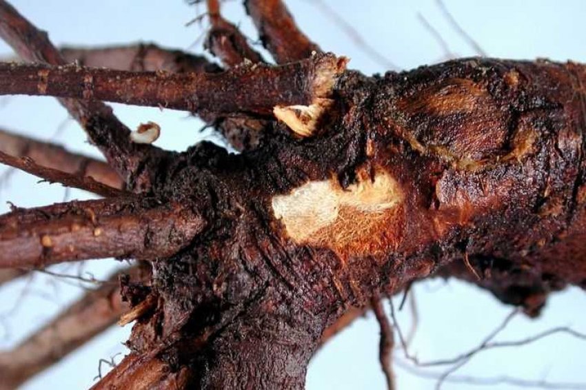 Коренева гниль Коренева гниль