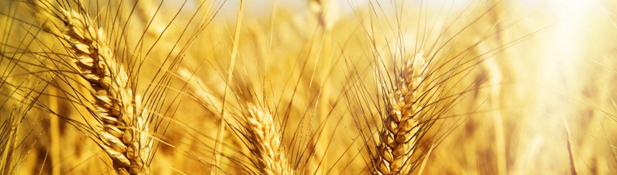 Пшениця і горох забезпечать 35 адигейців довгоочікуваної роботою і стабільною зарплатою