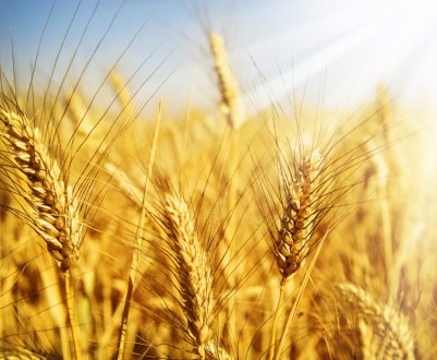 Пшениця і горох забезпечать 35 адигейців довгоочікуваної роботою і стабільною зарплатою