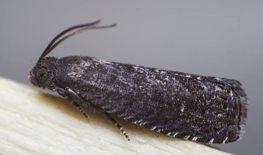 Плодожерка Плодожерка