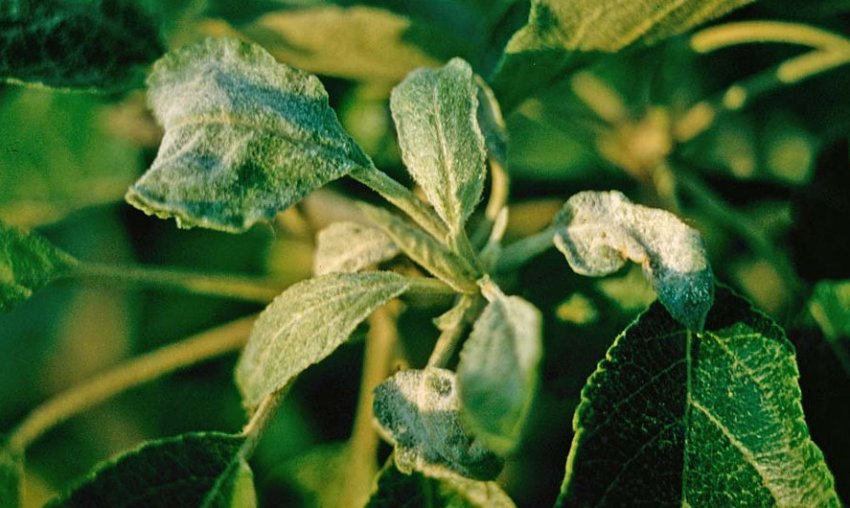 Борошниста роса Борошниста роса