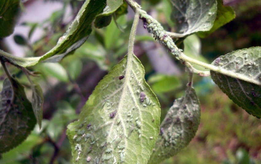 Попелиця Попелиця