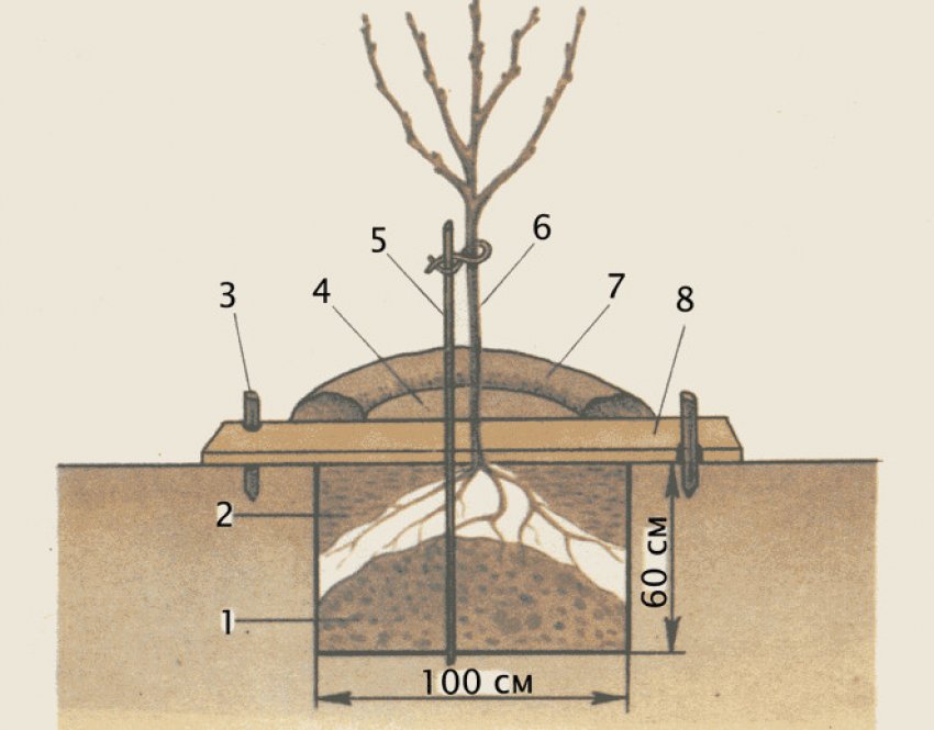 Схема посадки сливи