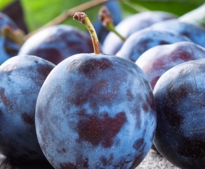 Особливості сорту сливи Блюфри