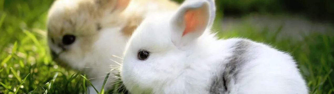 Можно ли кормить кроликов кукурузой: польза и вред употребления