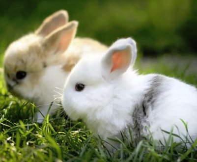 Чи можна годувати кроликів кукурудзою: користь і шкода вживання