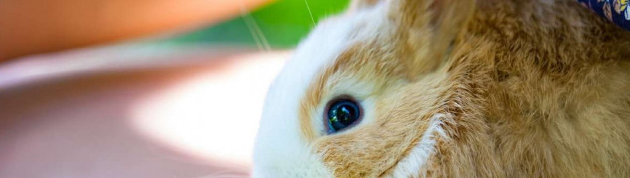 Как правильно подстричь кролику когти в домашних условиях
