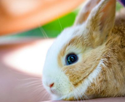 Як правильно підстригти кролику кігті в домашніх умовах