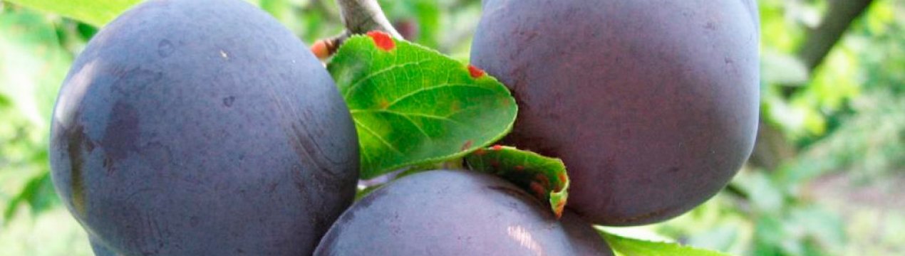 Особливості вирощування та догляду за сливою сорту рання Зарічна