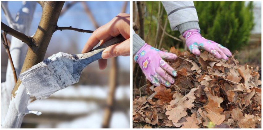 Підготовка сливи до зими Підготовка сливи до зими
