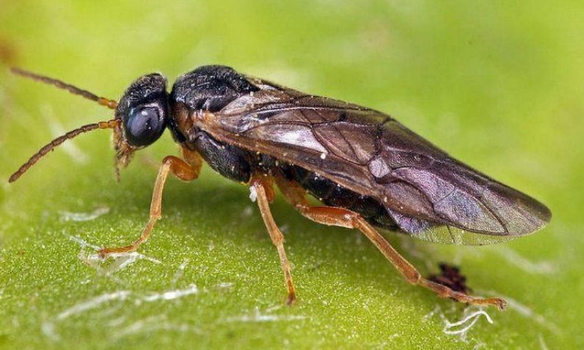 Сливовий пильщик Сливовий пильщик