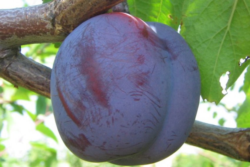 Слива сорту Зарічна рання Слива сорту Зарічна рання