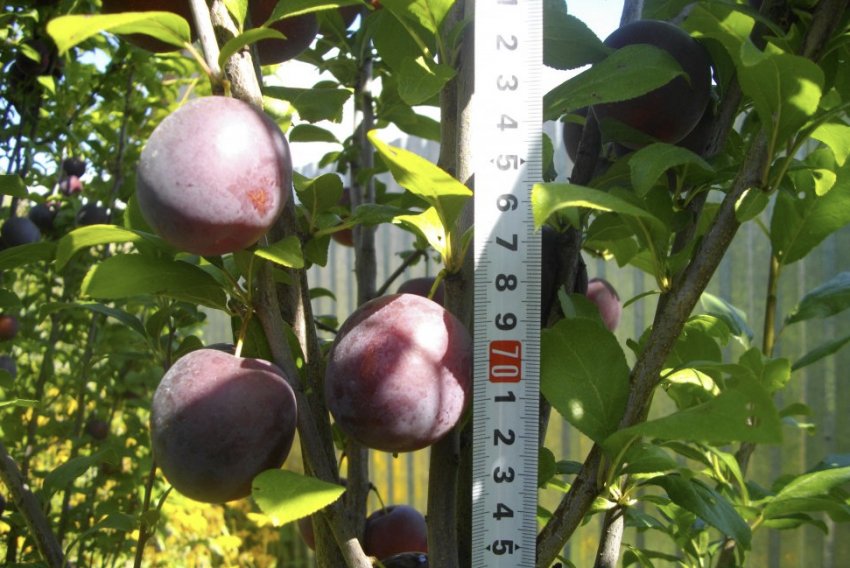 Опис колоновидної сливи сорту Імперіал