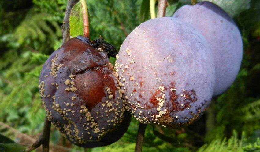 Моніліоз сливи Моніліоз сливи